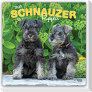Schnauzer Puppies - Schnauzer Welpen 2027 - 16-Monatskalender