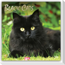 Black Cats - Schwarze Katzen 2027 - 16-Monatskalender