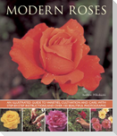 Modern Roses