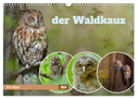 der Waldkauz - Strix Aluco (Wandkalender 2024 DIN A3 quer), CALVENDO Monatskalender