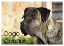 Dogo Canario (Wandkalender 2024 DIN A3 quer), CALVENDO Monatskalender