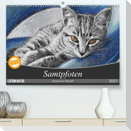 Samtpfoten - Katzen in Pastell (Premium, hochwertiger DIN A2 Wandkalender 2023, Kunstdruck in Hochglanz)