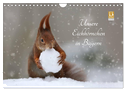 Unsere Eichhörnchen in Bayern (Wandkalender 2025 DIN A4 quer), CALVENDO Monatskalender
