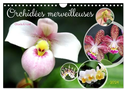 Orchidées merveilleuses (Calendrier mural 2024 DIN A4 vertical), CALVENDO calendrier mensuel