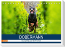 Dobermann 2025 (Tischkalender 2025 DIN A5 quer), CALVENDO Monatskalender