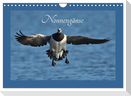 Nonnengänse (Wandkalender 2024 DIN A4 quer), CALVENDO Monatskalender