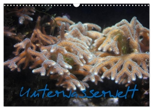 Wandt, Stefanie. Unterwasserwelt (Wandkalender 2024 DIN A3 quer), CALVENDO Monatskalender - Fotos aus der Unterwasserwelt. Calvendo Verlag, 2023.
