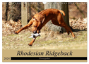 Rhodesian Ridgeback Powerpaket (Wandkalender 2024 DIN A3 quer), CALVENDO Monatskalender
