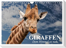 Giraffen. Dem Himmel so nah (Wandkalender 2025 DIN A4 quer), CALVENDO Monatskalender