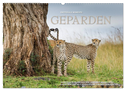 Emotionale Momente: Geparden (Wandkalender 2024 DIN A2 quer), CALVENDO Monatskalender