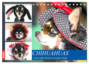 Chihuahuas. Zuckersüße Hunde im lustigen Outfit (Tischkalender 2025 DIN A5 quer), CALVENDO Monatskalender