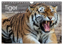 Tiger. Gestreift, wild u. schön (Wandkalender 2025 DIN A4 quer), CALVENDO Monatskalender