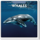 Whales - Wale 2027 - 16-Monatskalender