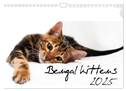 Bengal kittens 2025 (Wall Calendar 2025 DIN A4 landscape), CALVENDO 12 Month Wall Calendar