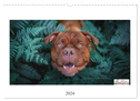 Wunderschöne Bulldoggen (Wandkalender 2024 DIN A3 quer), CALVENDO Monatskalender