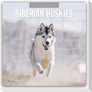 Siberian Huskies - Sibirischer Husky - Sibirische Huskys 2027 - 16-Monatskalender