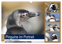 Pinguine im Portrait - Frackträger in Südafrika (Wandkalender 2025 DIN A3 quer), CALVENDO Monatskalender