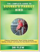 The Complete Guide to Bourke's Parrot Bird