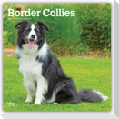 Border Collies 2027 - 16-Monatskalender