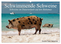 Schwimmende Schweine (Wandkalender 2024 DIN A2 quer), CALVENDO Monatskalender