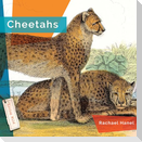 Cheetahs