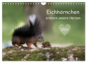 Eichhörnchen erobern unsere Herzen (Wandkalender 2024 DIN A4 quer), CALVENDO Monatskalender