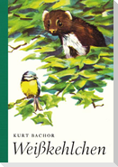 Weißkehlchen
