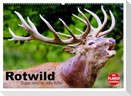 Rotwild. Edle Hirsche, stolze Kühe (Wandkalender 2024 DIN A2 quer), CALVENDO Monatskalender