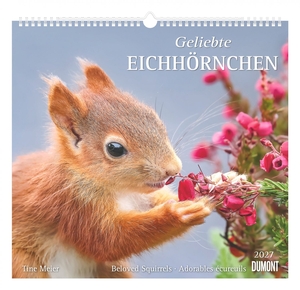 Neumann Verlage GmbH & Co KG (Hrsg.). Geliebte Eichhörnchen 2027 - Wandkalender 38x35,5 cm mit 12 Eichhörnchenfotografien und 3-sprachigem Kalendarium. Neumann Verlage GmbH & Co, 2026.