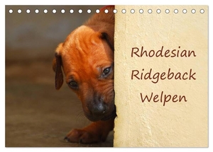 Wyk, Anke van. Rhodesian Ridgeback Welpen (Tischkalender 2025 DIN A5 quer), CALVENDO Monatskalender - Südafrikanische Rhodesian Ridgeback Welpen. Calvendo, 2024.