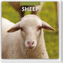 Sheep - Schafe 2027 - 16-Monatskalender
