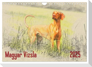 Magyar Vizsla 2025 (Wandkalender 2025 DIN A4 quer), CALVENDO Monatskalender