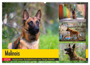 Malinois - belgischer Schäferhund (Wandkalender 2024 DIN A2 quer), CALVENDO Monatskalender