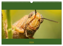 Schicke Krabbler (Wandkalender 2024 DIN A3 quer), CALVENDO Monatskalender
