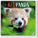 Red Panda - Rote Pandas - Rote Pandabären 2027 - Wand-Kalender