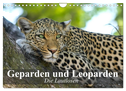 Die Lautlosen. Geparden und Leoparden (Wandkalender 2025 DIN A4 quer), CALVENDO Monatskalender