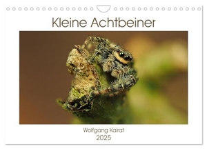 Kairat, Wolfgang. Kleine Achtbeiner (Wandkalender 2025 DIN A4 quer), CALVENDO Monatskalender - Spinnen unserer Heimat, ästhetisch fotografiert. Calvendo, 2024.