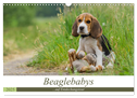 Beaglebabys auf Entdeckungstour (Wandkalender 2025 DIN A3 quer), CALVENDO Monatskalender