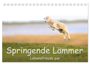 Springende Lämmer: Lebensfreude pur (Tischkalender 2024 DIN A5 quer), CALVENDO Monatskalender