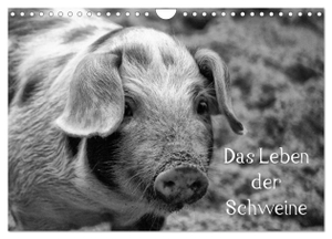 Kattobello, Kattobello. Das Leben der Schweine (Wandkalender 2024 DIN A4 quer), CALVENDO Monatskalender - Hausschweine und Minischweine in schwarz/weiß. Calvendo Verlag, 2023.