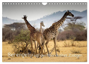 Serengeti - auf den Spuren eines Zoologen (Wandkalender 2024 DIN A4 quer), CALVENDO Monatskalender