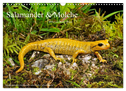 Salamander und Molche (Wandkalender 2024 DIN A3 quer), CALVENDO Monatskalender