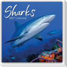Sharks - Haie 2027 - 16-Monatskalender