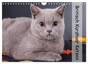 Britisch Kurzhaar Katzen (Wandkalender 2024 DIN A4 quer), CALVENDO Monatskalender