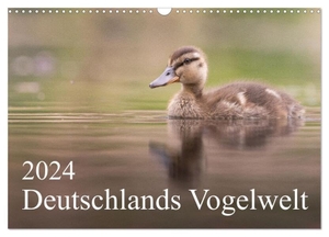 Wiechert, Thies. Deutschlands Vogelwelt (Wandkalender 2024 DIN A3 quer), CALVENDO Monatskalender - Ein Jahr voller spannender Vogelarten aus Deutschland.. Calvendo, 2023.