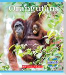 Orangutans (Nature's Children)