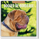 Dogues de Bordeaux - Bordeauxdoggen - Bordeaux Doggen 2027 - 16-Monatskalender