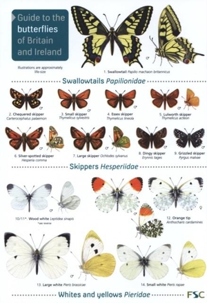 Bebbington, John. Guide to the butterflies of Britain and Ireland. Field Studies Council, 2019.