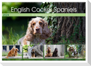 English Cocker Spaniels - Ein Spaziergang im Park (Wandkalender 2024 DIN A2 quer), CALVENDO Monatskalender