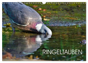 Ringeltauben (Wandkalender 2024 DIN A3 quer), CALVENDO Monatskalender